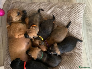 Border Terrier dogs Healthy Companions - Advert 15