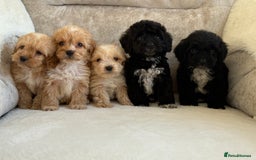 Cockapoo dogs for sale: F1 cockapoo puppies PRA TESTED - Image 21