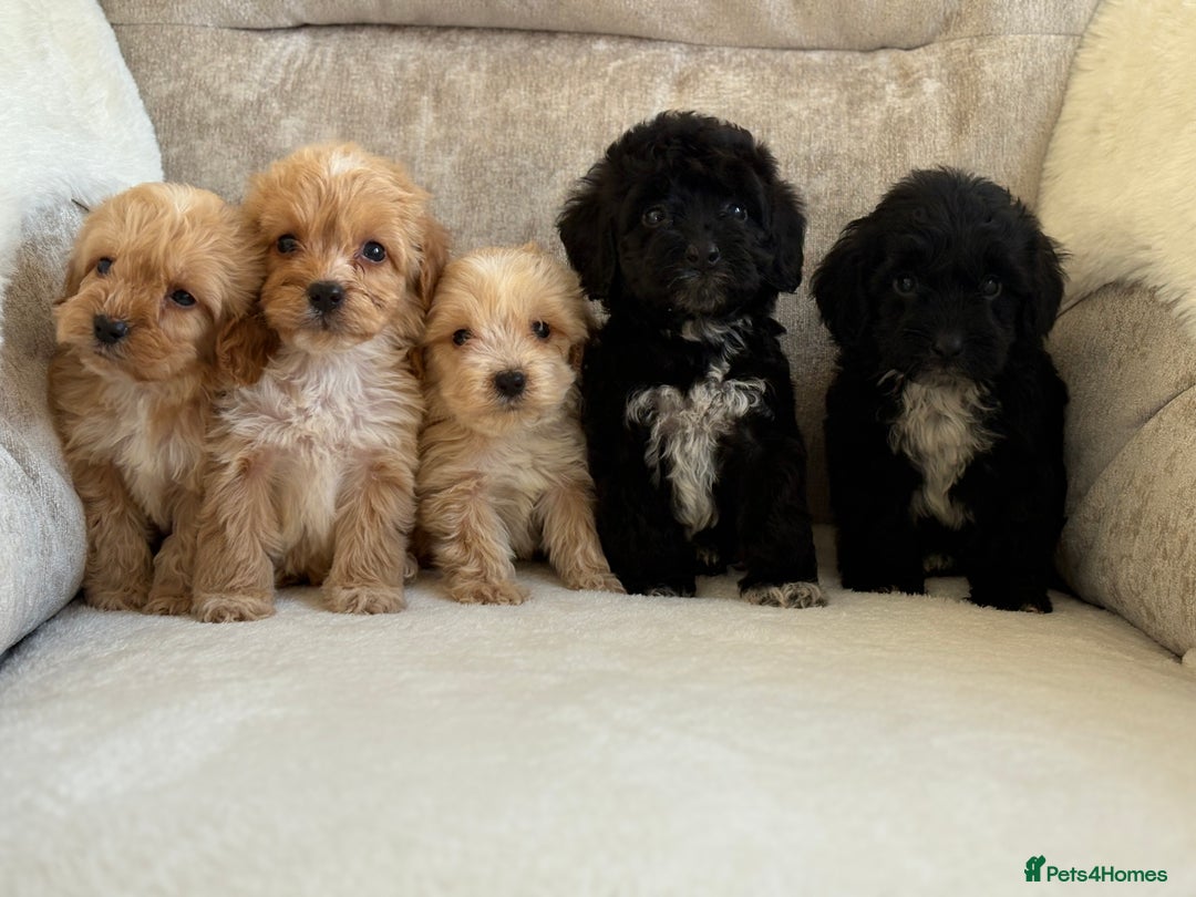 Cockapoo dogs for sale: F1 cockapoo puppies PRA TESTED - Image 21