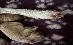 Cavapoo dogs for sale: Beautiful F1B Cavapoo puppies - Advert 3