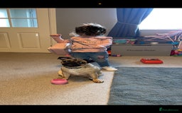 Pug dogs for sale: 🐾 Loving Home Needed for Minnie 🐾 - Image 7