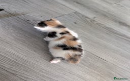 Siberian cats for sale: Georgeous Siberian (mix) kittens - Image 5