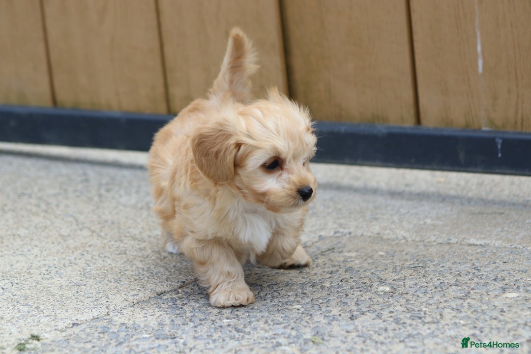 Cavapoochon dogs for sale: Beautiful Cavapoochon boy for sale - Image 14