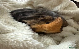 Guinea Pig rodents for sale: 3 male guinea pigs  - Image 1