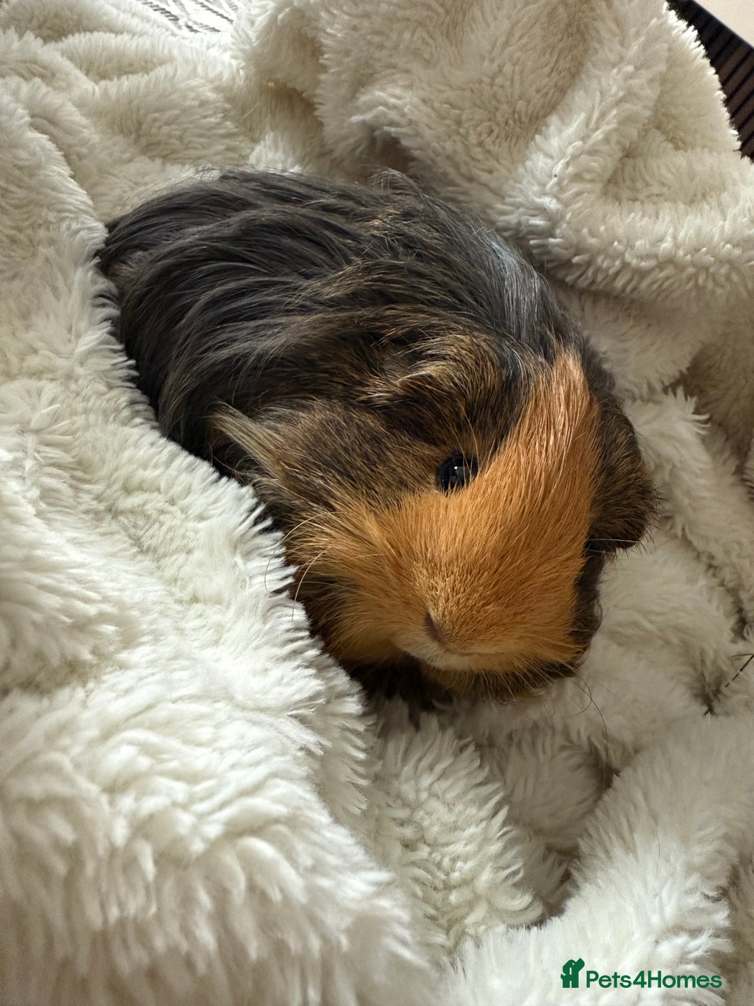 Guinea Pig rodents for sale: 3 male guinea pigs  - Image 1