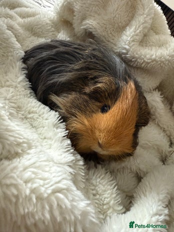 Guinea Pig rodents - Advert 5