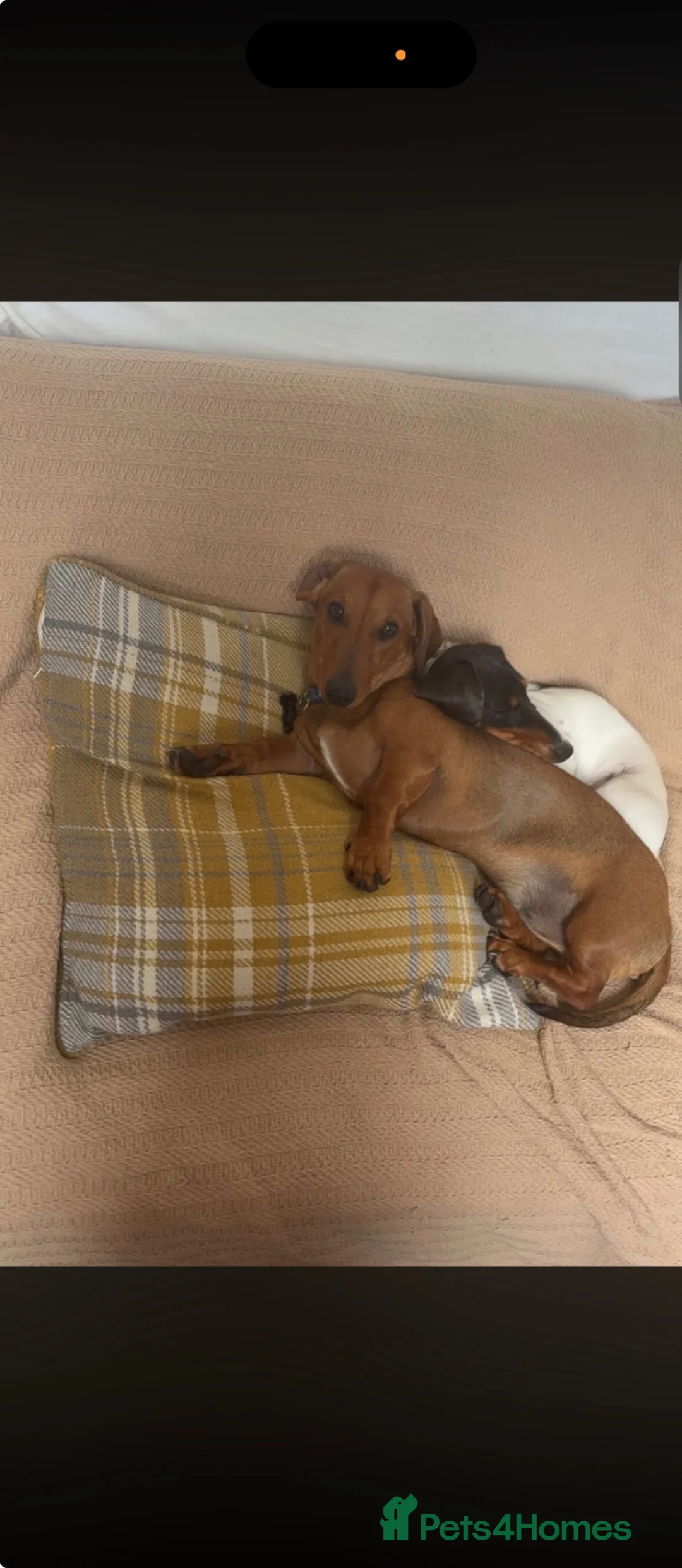 Miniature Dachshund dogs for stud: Miniature Dachshund For Stud - Advert 4