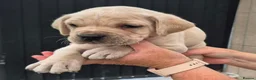Cane Corso dogs for sale: Straw Cane Corso Pups - Advert 8