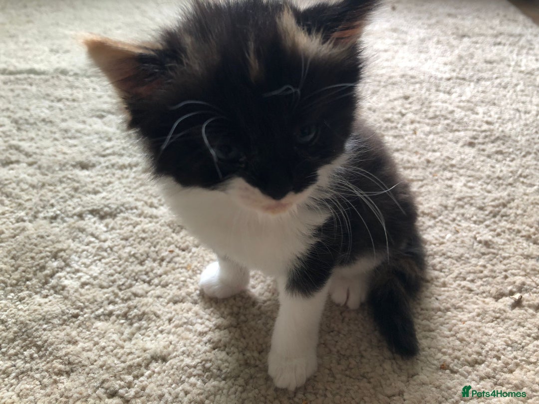 Mixed Breed cats for sale: Kittens for sale - Image 3