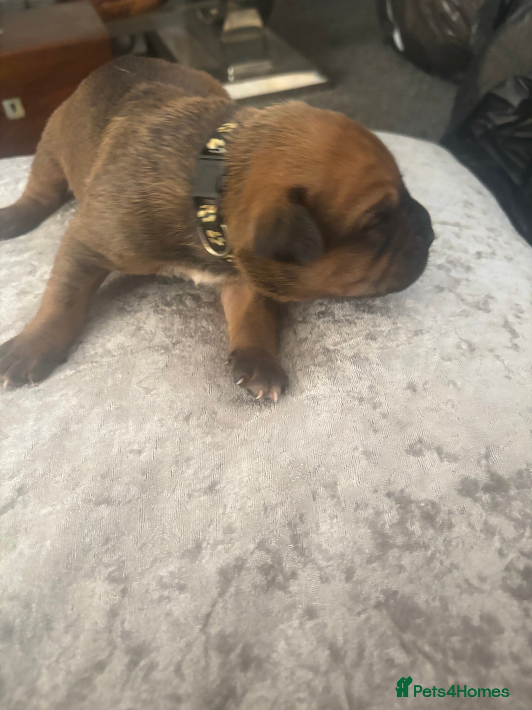 Mixed Breed dogs for sale: My surprise litter - Advert 9