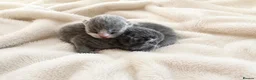 British Shorthair cats for sale: Exceptional quality British shorthair kittens  - Advert 6