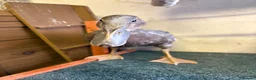 Ducks poultry for sale: Three Indian Runner Ducks  - Advert 7