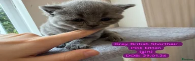 British Shorthair Kitten 6
