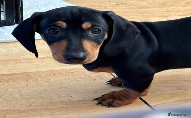 Dachshund dogs - Advert 1