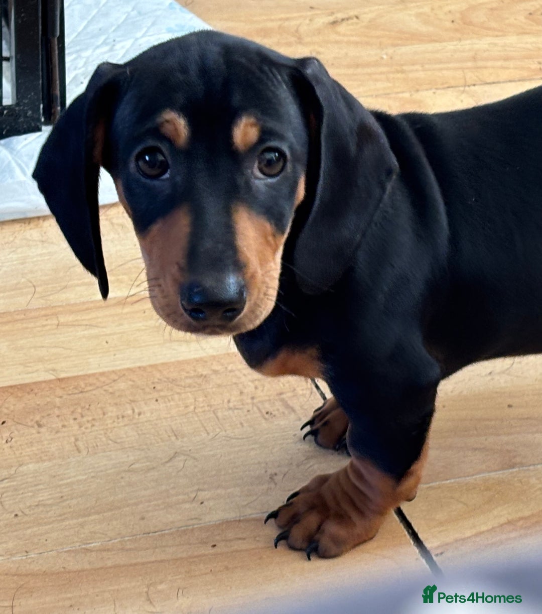 Dachshund dogs for sale: Ready Now, Male Black and Tan Dachshund  - Image 1