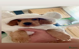 Mixed Breed dogs for sale: Cockapoo puppy  - Advert 2