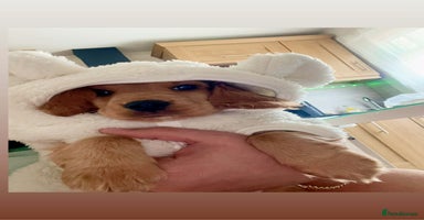 Mixed Breed dogs Cockapoo puppy  - Advert 1