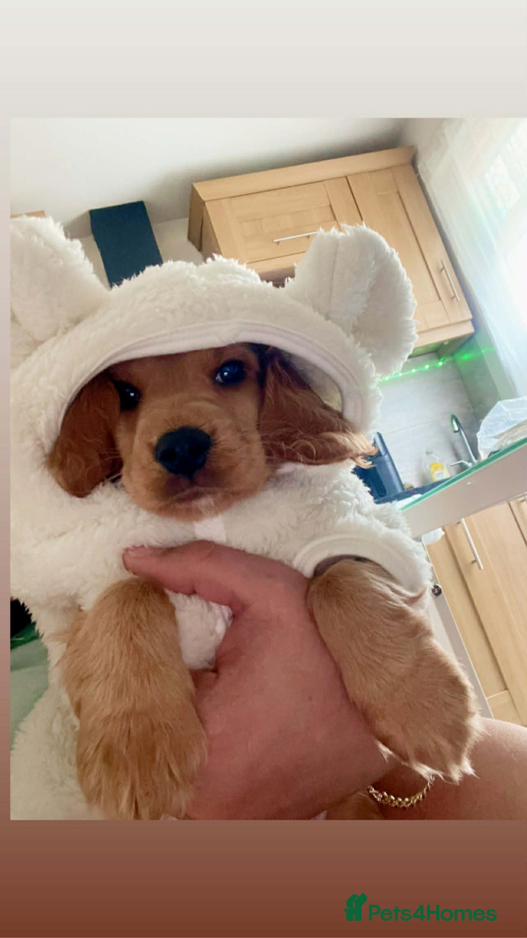 Mixed Breed dogs for sale: Cockapoo puppy  - Advert 2