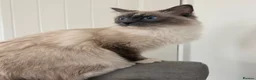 Ragdoll cats for sale: Ragdoll active registration  - Advert 1