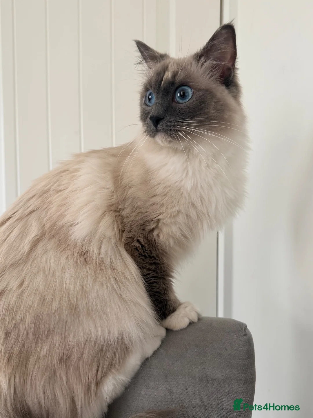 Ragdoll cats for sale: Ragdoll active registration  - Advert 1