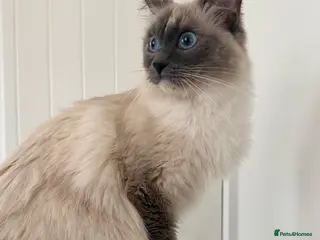 Ragdoll cats active registration - Advert 1