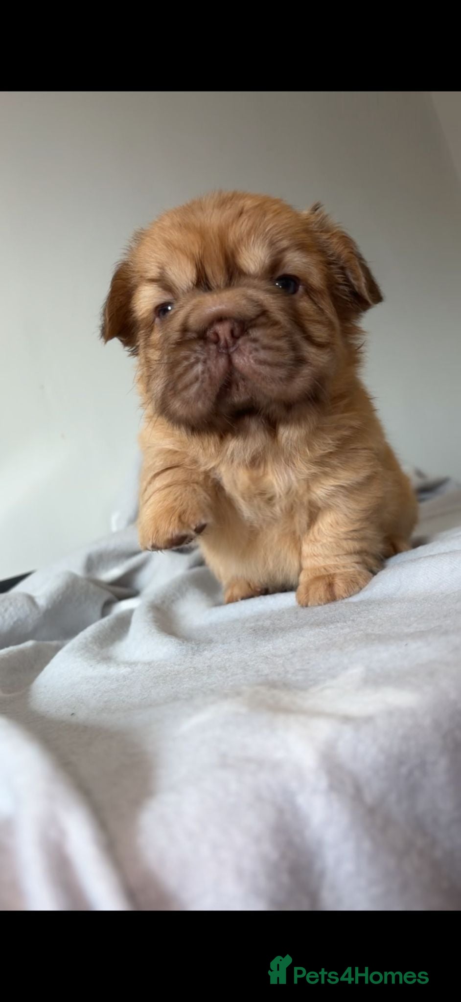 French Bulldog dogs FRENCH BULLDOGS  - Advert 2