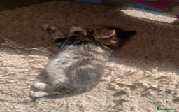 RagaMuffin cats for sale: Bradford based Kittens for sale  - Image 9