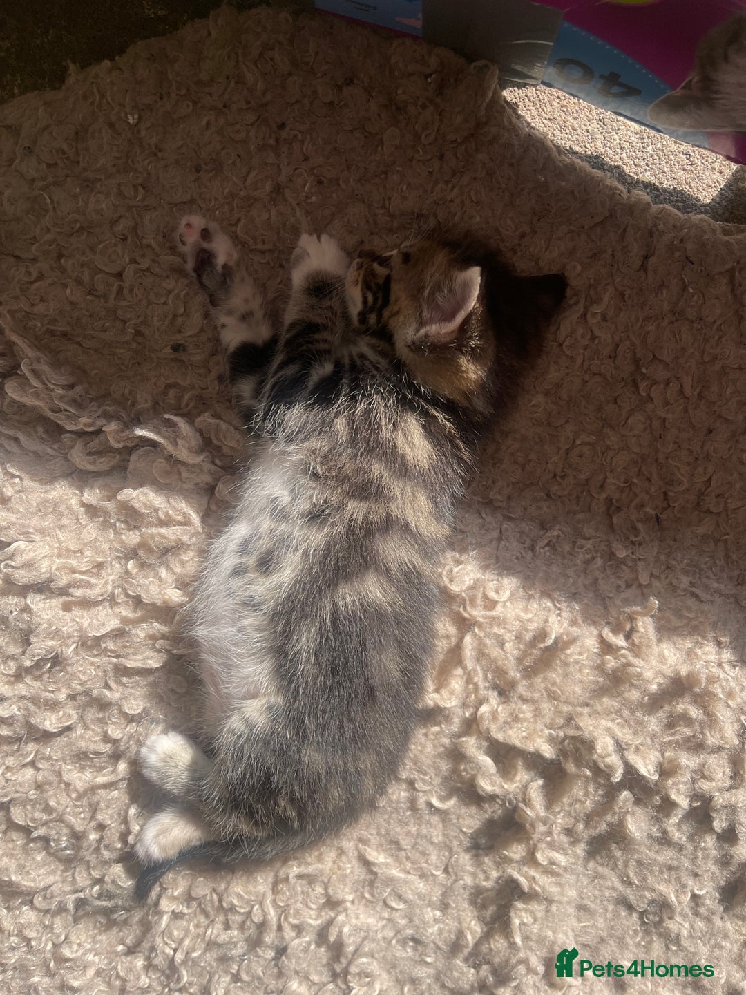 RagaMuffin cats for sale: Bradford based Kittens for sale  - Image 9