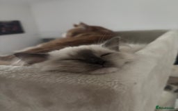 Ragdoll cats for sale: Beautiful female Ragdoll kitten  - Advert 3
