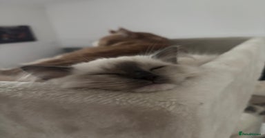 Ragdoll cats Beautiful female Ragdoll kitten  - Advert 2