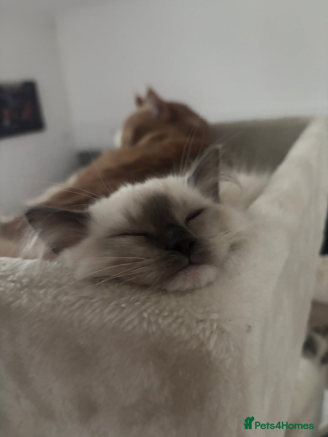 Ragdoll cats for sale: Beautiful female Ragdoll kitten  - Advert 3