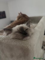 Ragdoll cats Beautiful female Ragdoll kitten - Advert 5