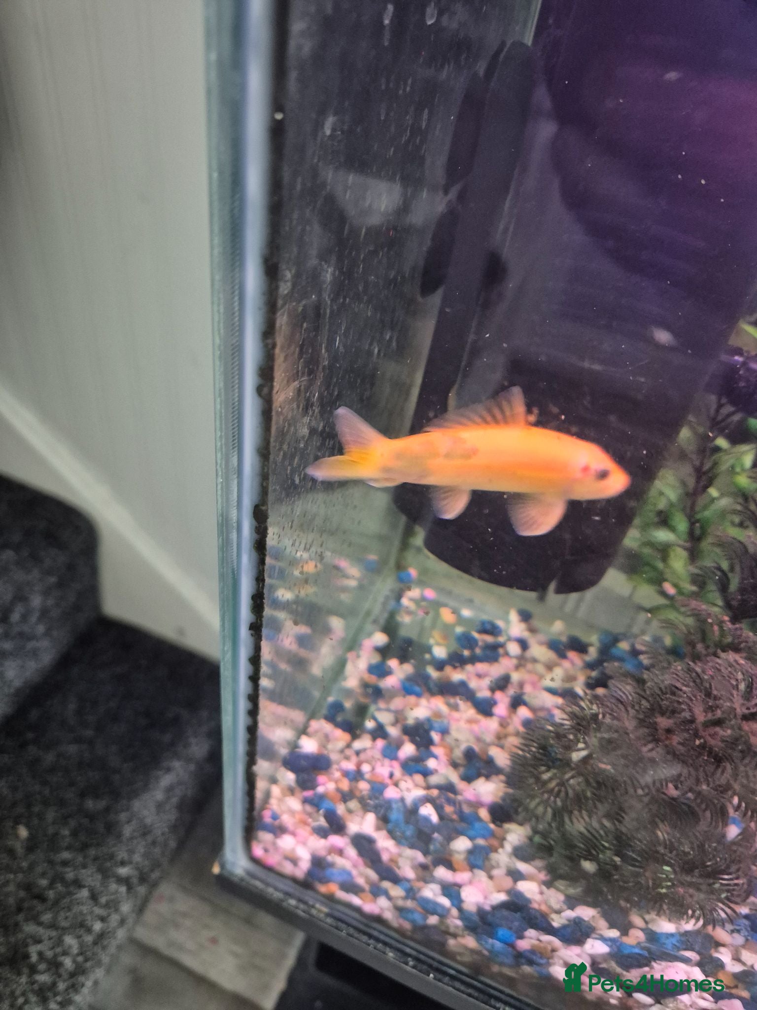 Loaches fish Golden Chinese Algae eater - Advert 1