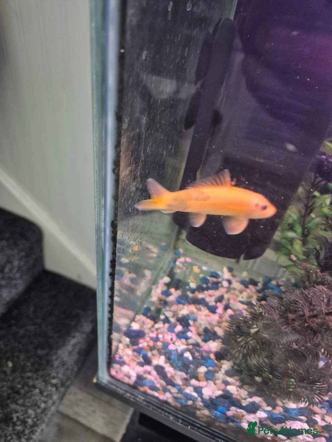Loaches fish for sale: Golden Chinese Algae eater in Stoke-on-Trent - Advert 1