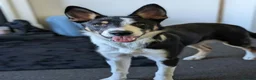Border Collie dogs for sale: Border collie looking for forever home  in Livingston - Advert 3