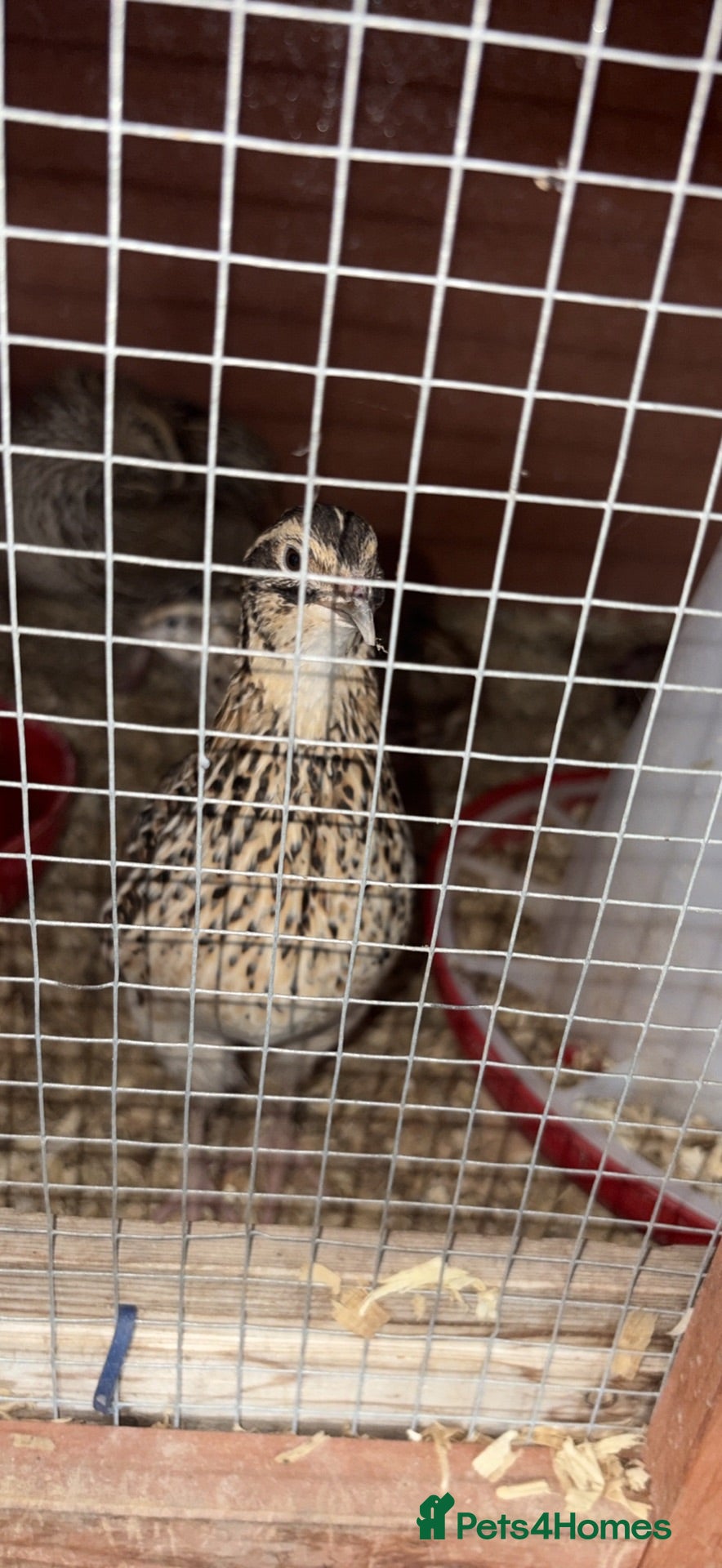 Quail poultry  Japanese Quail Hatching Eggs £5 for a dozen  - Advert 5