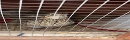 Quail poultry for sale:  Japanese Quail Hatching Eggs £5 for a dozen  in Bridgwater - Advert 1