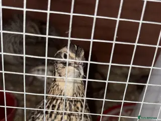 Quail poultry Japanese Quail Hatching Eggs £5 for a dozen - Advert 5