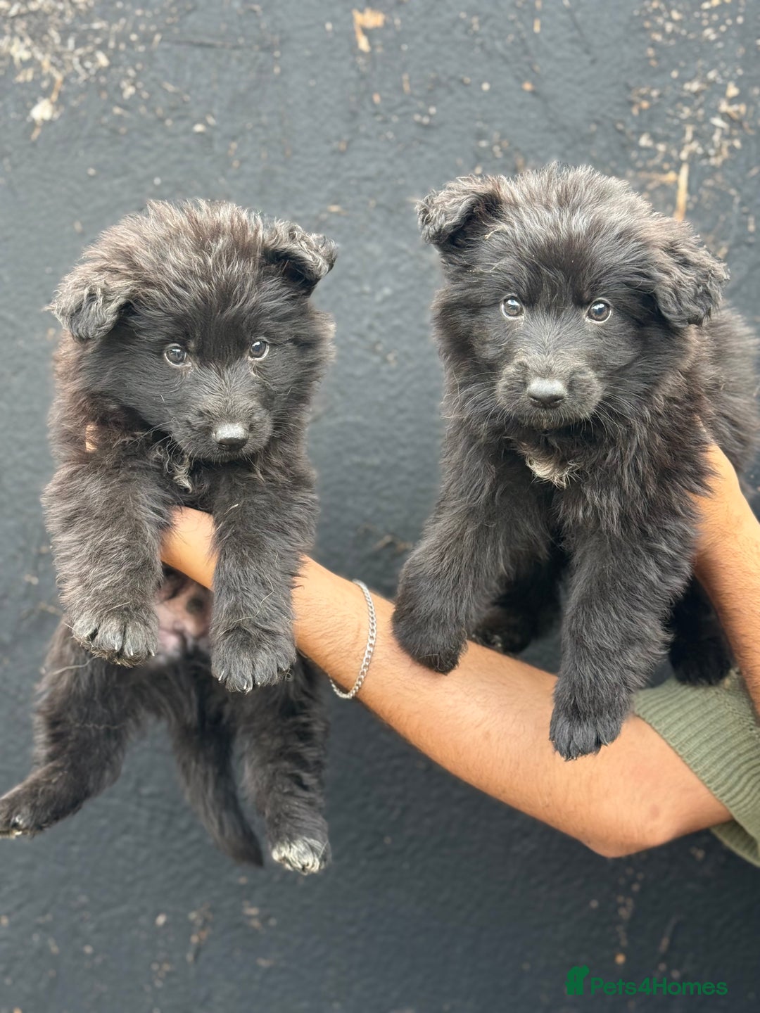 Mixed Breed dogs for sale: Long Coat German Shepherd Puppies for Sale - Image 7