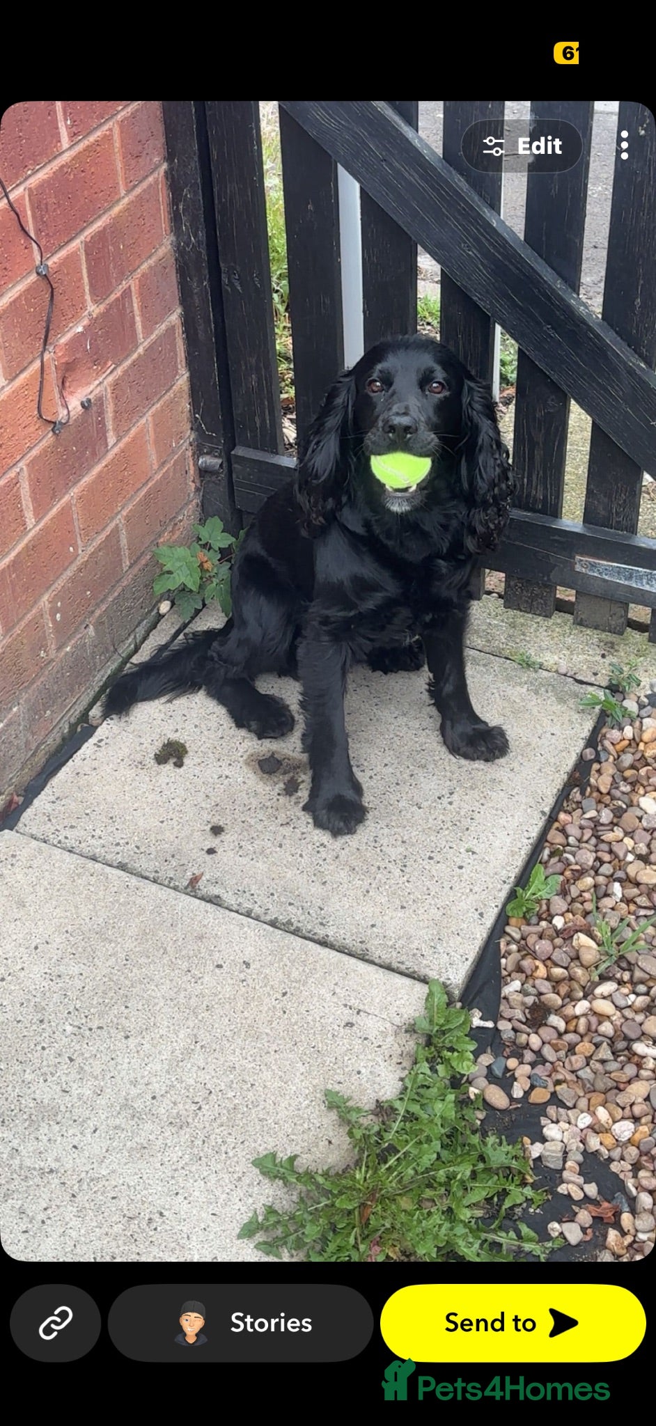 Cocker Spaniel dogs 2 cocker spaniels  - Advert 1