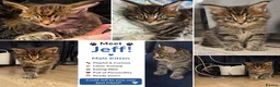 Maine Coon cats for sale: Maine Coon kitten boy - Advert 16
