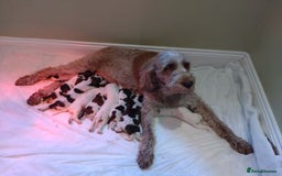 Italian Spinone dogs for sale: A beautiful litter of Italian Spinones  - Image 7