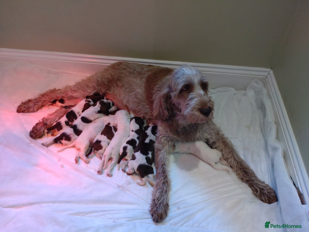 Italian Spinone dogs for sale: A beautiful litter of Italian Spinones  - Image 7