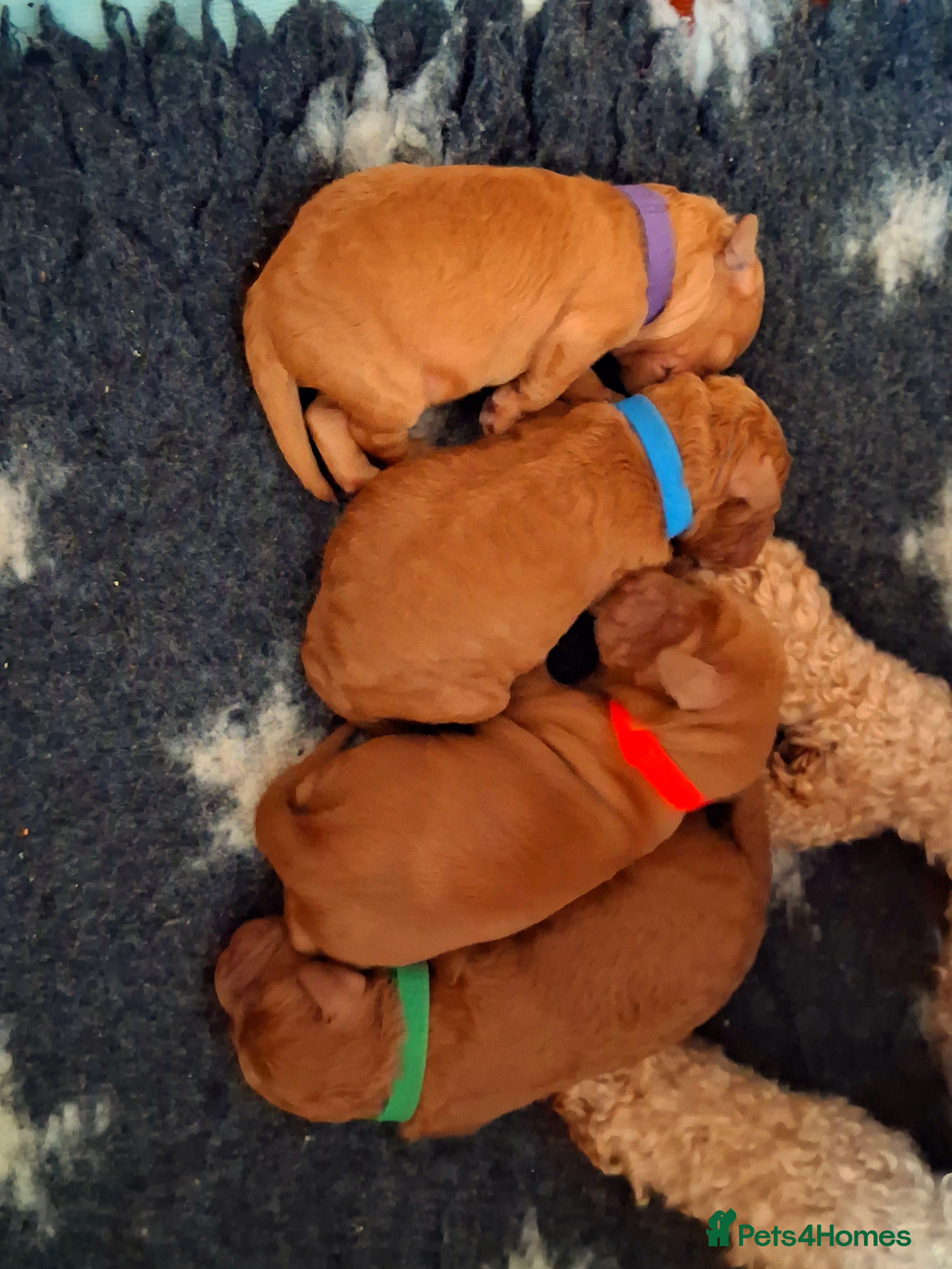 Cockapoo dogs Red cockapoo puppies (2 girls, 2 boys) - Advert 15