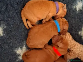 Cockapoo dogs Red cockapoo puppies (2 girls, 2 boys) - Advert 15