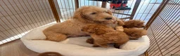 Labradoodle dogs for sale: LICENSED BREEDER HEALTH TESTED MINI LABRADOODLES - Advert 36