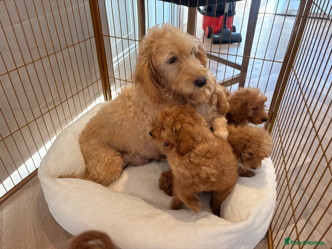 Labradoodle dogs for sale: LICENSED BREEDER HEALTH TESTED MINI LABRADOODLES - Advert 36