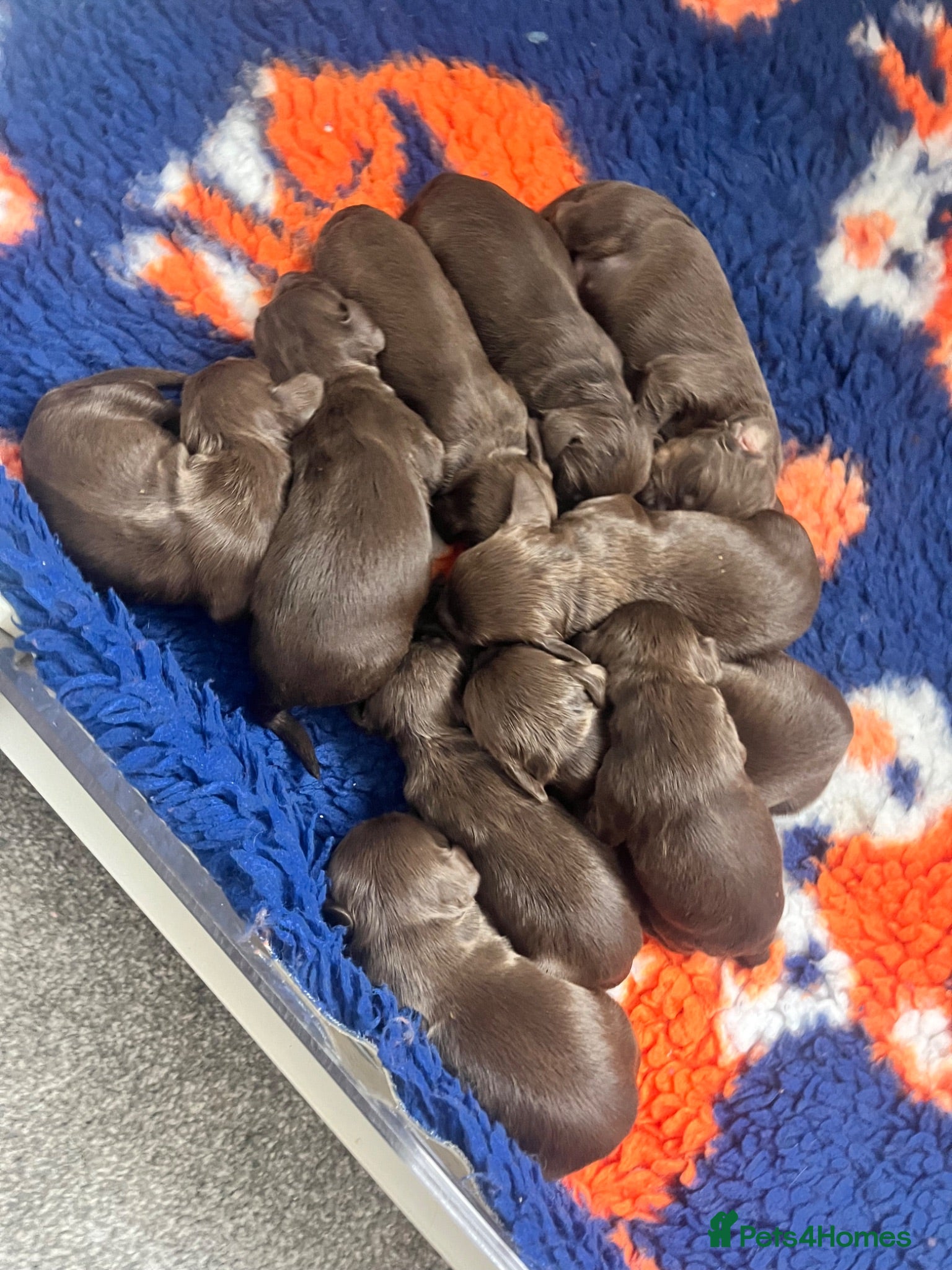 Cocker Spaniel dogs Extensively health tested working cocker spaniels  - Advert 2