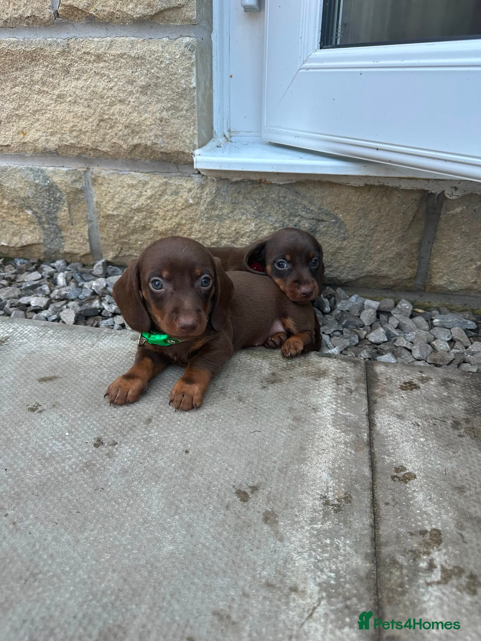 Miniature Dachshund dogs dachshund puppy Ready to leave 30th  jun  - Advert 2