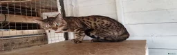 Mixed Breed cats for sale: 7/8ths Bengal, 1/8th Siamese kittens  - Advert 35